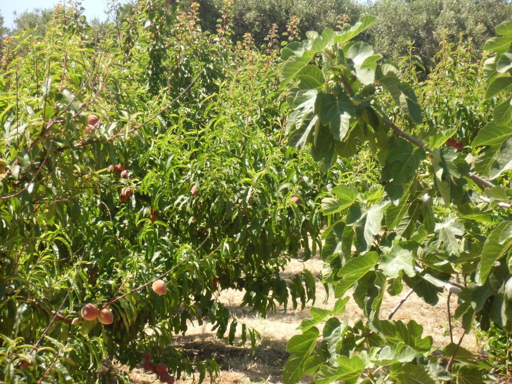 San Fratello Stella Di Sicilia 빌라 외부 사진
