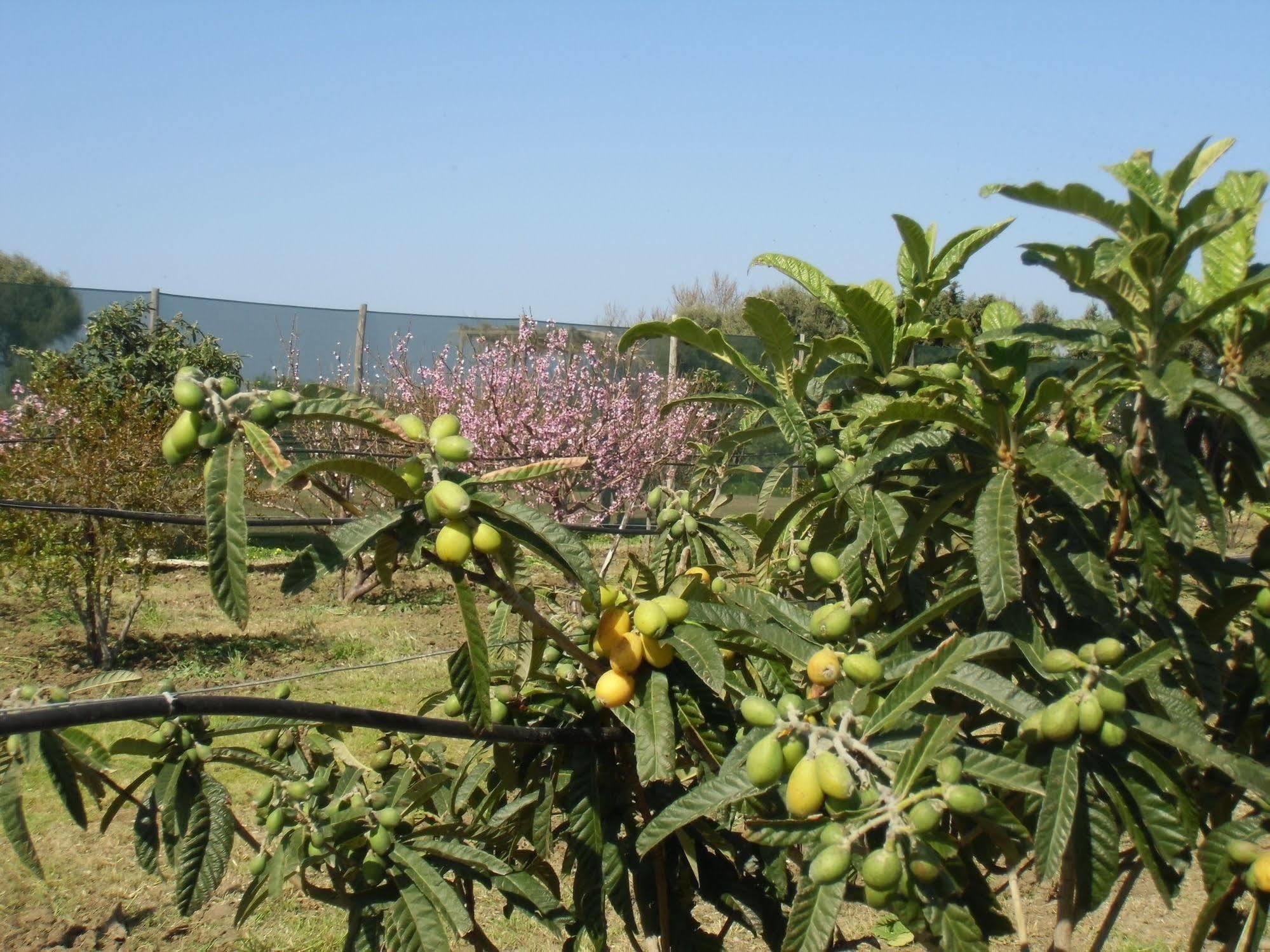 San Fratello Stella Di Sicilia 빌라 외부 사진